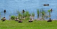 duck.butts.2017.jpg