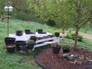DSCF5364 MAPLE MULCH JAY ROCKERIES MARKED 650 MED.jpg
