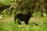 DSC03776ed.jpg