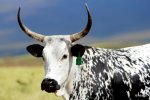 Nguni.JPG