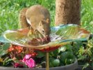 DSCF5379 RED SQUIRREL BIRDBATH 650 MED.jpg