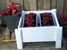 DSCF5406 RUBY SLIPPERS COLEUS PLANTER 650 MED.jpg