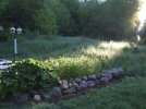 DSCF5530 BEE BALM HOLLYHOCK BOULDERS SUNRISE 650 MED.jpg