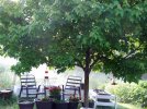 DSCF5552 UNDER MAPLE PLANTERS 650 MED.jpg
