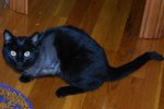 Cat.jpg