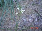 DSC03909.jpg