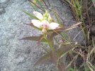 downsized_0812001431.jpg