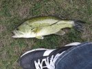 bigfish.jpg