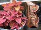 DSCF5618 FOUNTAIN COLEUS 650 MED.jpg