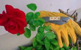 Charlois_rose.jpg