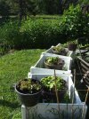 DSCF5709 PLANTERS NASTURTIUMS BEE BALM HOLLYHOCK LAWN 650 MED.jpg