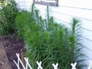 DSCF5694 LIATRIS 650 MED.jpg