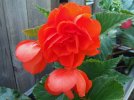 DSCF5697 BEGONIA PORCH 650 MED.jpg