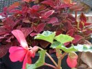 DSCF5700 BEGONIA COLEUS 650 MED.jpg