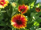 DSCF5668 GAILLARDIA ARIZONA SUN 650 MED.jpg