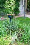 yucca.stalks.jpg