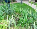 yucca.leaves.jpg