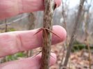 Goose thorns 2.jpg