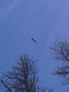IMG_4500.JPG