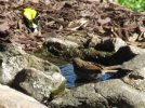 DSCF5808 GOLDFINCH JUVENILE BIRD BATH 650 MED.jpg