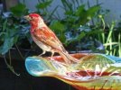 DSCF5818 PURPLE FINCH BIRD BATH 650 MED.jpg