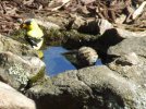 DSCF5807 GOLDFINCH JUVENILE IN BIRD BATH 650 MED.jpg