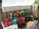 DSCF5739 PORCH COLEUS BEGONIAS GREENHOUSE TARP 650 MED.jpg