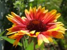 DSCF5772 GAILLARDIA SINGLE 650 MED.jpg