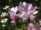 DSCF5786 WILDFLOWERS TWO 650 MED.jpg