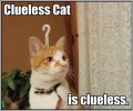 clueless cat is clueless.jpg