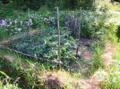 DSCF5985 VEG GARDEN TOMATOES WILDFLOWERS 650 MED.jpg