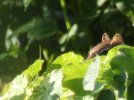 DSCF5823 CHIPMUNK HIDING NASTURTIUMS 650 MED.jpg