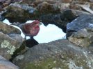 DSCF5853 PURPLE FINCH BIRDBATH 650 MED.jpg