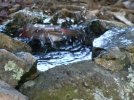 DSCF5861 PURPLE FINCH BIRDBATH BATHING 650 MED.jpg