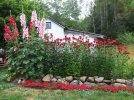 DSCF6265 HOLLYHOCKS BEE BALM HOUSE 650 MED.jpg
