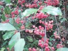 DSC00175.jpg
