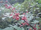 DSC00176.jpg