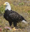 Eagle with sunday brunch.jpg