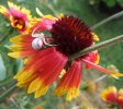 DSCF6370 WHITE SPIDER GAILLARDIA 650 MED.jpg