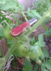 15A2_tomate.jpg