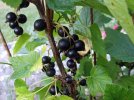 DSCF6446 BLACK CURRANTS 650 MED.jpg