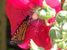 DSCF6481 MONARCH HOLLYHOCK 2 650 MED.jpg