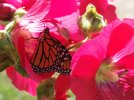 DSCF6480 MONARCH HOLLYHOCK 650 MED.jpg
