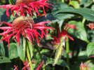 DSCF6684 HUMMINGBIRD BEE BALM 650 MED.jpg