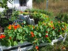 DSCF6655 LAWN PLANTERS NASTURTIUM LIATRIS 650 MED.jpg