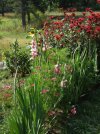DSCF6657 NEW DIG GLADIOLAS COSMOS BEE BALM 650 MED.jpg