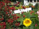 DSCF6677 HOUSE LAWN NASTURTIUM PLANTERS BEE BALM 650 MED.jpg