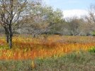 IMG_2715.jpg