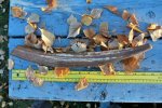 a tan tusk.jpg