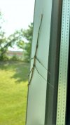 walking stick.jpg